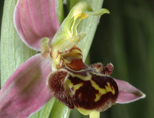 Ophrys apifera